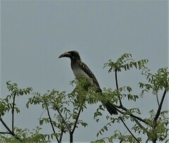 Lophoceros nasutus