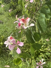 Bauhinia monandra