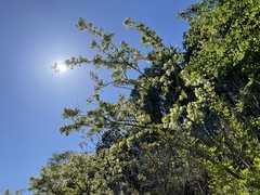 Fraxinus bungeana