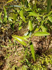 Salix caroliniana