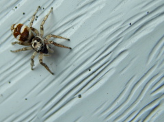 Salticus scenicus