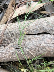 Wahlenbergia luteola