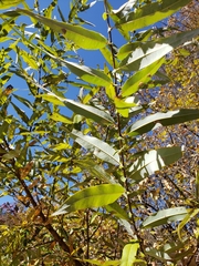 Salix caroliniana