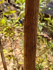 Salix caroliniana