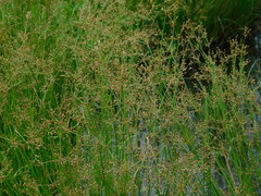 Fimbristylis quinquangularis