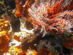 Ophioblennius steindachneri