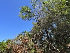 Phylidonyris niger