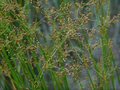 Fimbristylis quinquangularis
