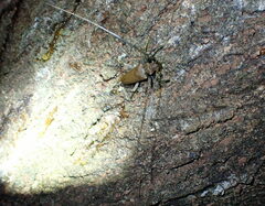 Acalolepta aesthetica