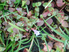 Torenia