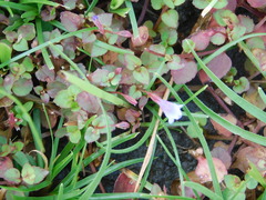 Torenia