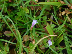Torenia