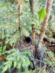 Phylloscopus affinis