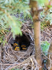 Phylloscopus affinis