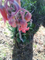 Cotyledon orbiculata oblonga