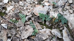 Myriopteris alabamensis