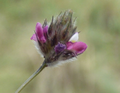 Dalea filiformis