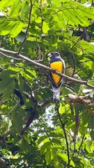Trogon caligatus