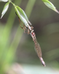 Leptogaster