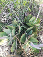 Cotyledon orbiculata oblonga