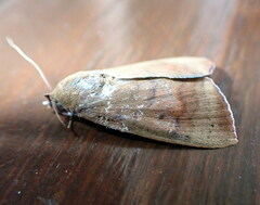 Maurilia
