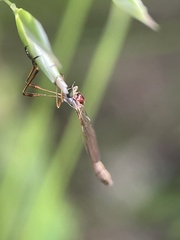 Leptogaster