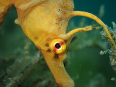 Hippocampus abdominalis