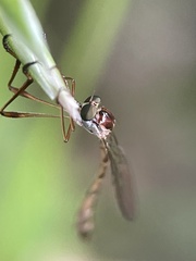 Leptogaster