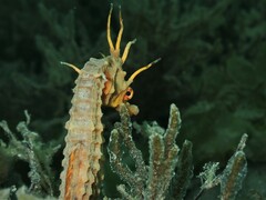 Hippocampus abdominalis
