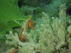 Hippocampus abdominalis
