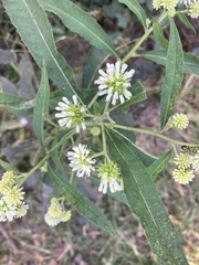 Verbesina walteri