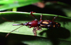 Ectocemus decemmaculatus