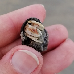 Pagurus bernhardus