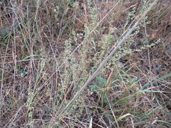 Artemisia commutata