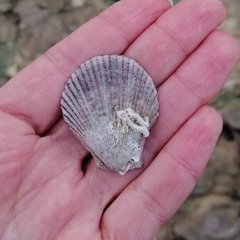 Mimachlamys varia