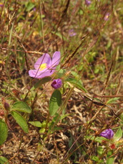 Heterotis rotundifolia