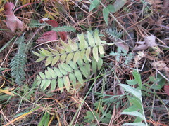 Oxytropis strobilacea