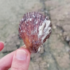 Mimachlamys varia