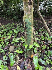 Monstera tuberculata brevinoda