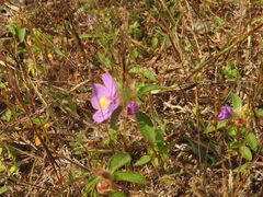 Heterotis rotundifolia