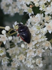 Lampromicra aerea