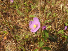 Heterotis rotundifolia