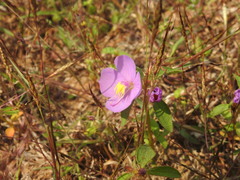 Heterotis rotundifolia