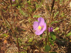 Heterotis rotundifolia