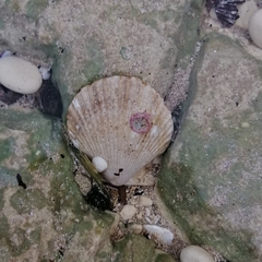 Mimachlamys varia