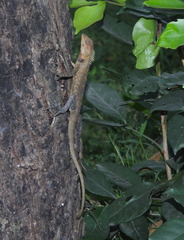 Calotes versicolor