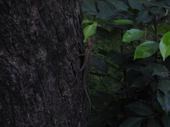 Calotes versicolor