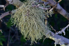 Ramalina peruviana