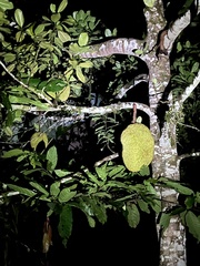 Artocarpus heterophyllus image