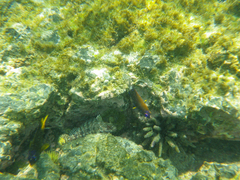 Gobioclinus dendriticus